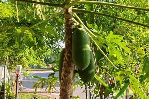 Những thực phẩm lợi sữa mẹ cần ghi nhớ