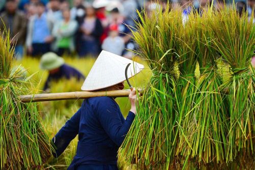 Lên Bắc Sơn xem người Tày gặt lúa, giã gạo bằng công cụ thô sơ