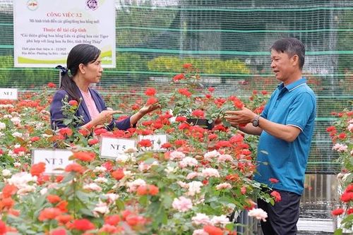 Hành trình 'hồi sinh' giống hoa hồng lửa Sa Đéc