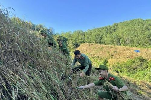 Công an xã biên giới Đắc Pring giúp dân thu hoạch lúa rẫy