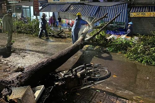 Xã Phú Giáo (TPHCM): Mưa lớn, cây ngã ngổn ngang trên đường