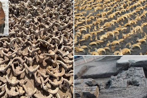 2.000 đầu cừu cổ đại được khai quật tại đền thờ Ramses II