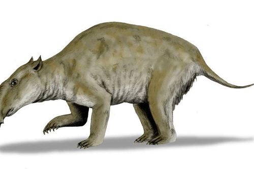 'Con lai' của voi - kangaroo, bị săn bắn đến tuyệt chủng
