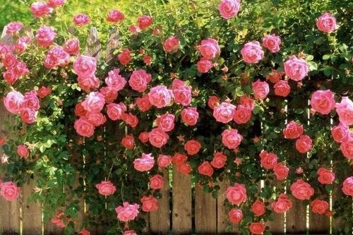 5 loại hoa trồng trước cửa giúp 'đón lộc vào nhà'