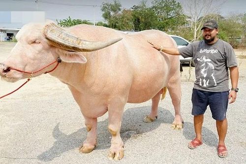 Mang trâu bạch tạng đi bán, người đàn ông 'ôm' về 14 tỷ đồng