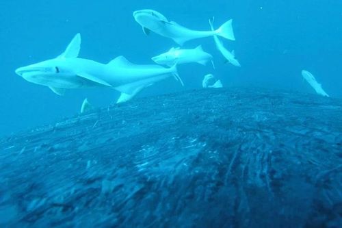 Cảnh hiếm: Cá remora cưỡi cá voi như lướt sóng giữa đại dương