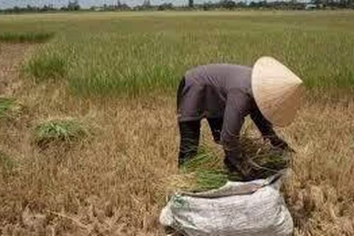 Đồng bằng Sông Cửu Long đang đối mặt với một tình trạng 'già hóa kép'
