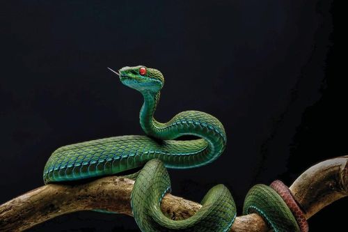 Rắn lục mắt hồng ngọc và những ảnh thiên nhiên hoang dã đẹp mê hồn