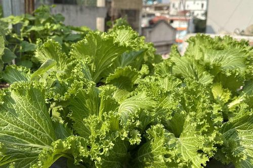 Một loại rau được bác sĩ tim mạch khuyên ăn càng nhiều càng tốt