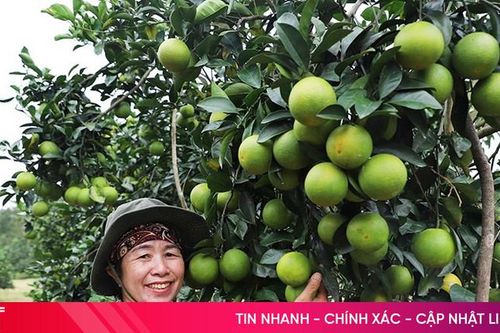 Cam Thượng Lộc được mùa, được giá