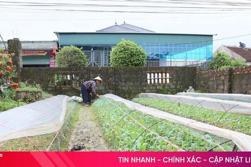 Giữ nguồn rau sạch cho thị trường trong mùa mưa