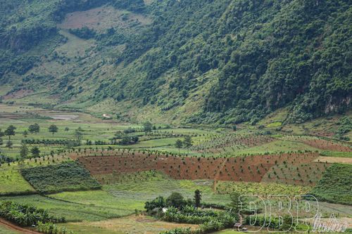 Pú Nhung phát triển cây ăn quả