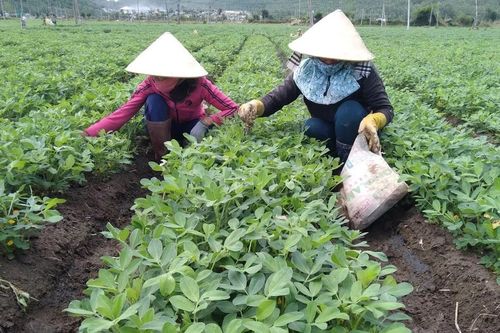 Gia Lai tăng cường kiểm soát giống để nâng chất lượng rừng trồng
