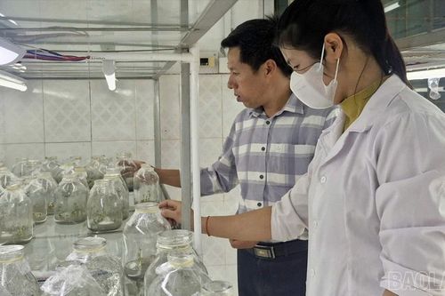 Vườn Quốc gia Hoàng Liên ứng dụng công nghệ cao bảo tồn và phát triển nguồn gen quý
