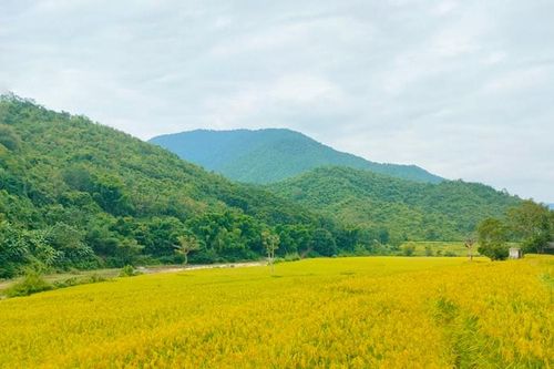 Quang Chiểu: Sắc vàng mùa gặt nếp Cay Nọi xứ Thanh