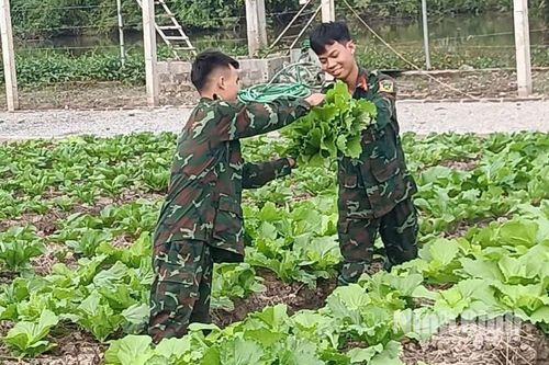 Hiệu quả từ tăng gia sản xuất ở Trung đoàn bộ binh 151