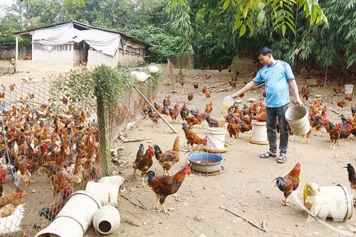 Nhanh chóng ổn định sản xuất nông nghiệp