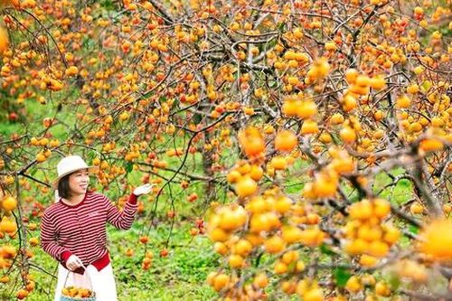 Du khách 'săn' ảnh đẹp ở vườn hồng trên cao nguyên Mộc Châu