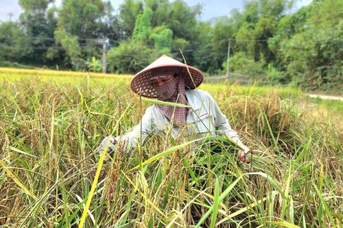 Thời tiết cực đoan làm giảm diện tích, chậm tiến độ sản xuất mùa vụ