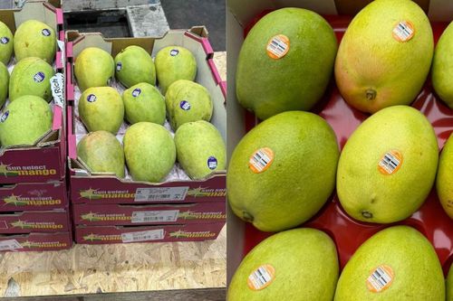 Xoài Úc 'đi máy bay' vào Việt Nam, giá gần 1 triệu đồng/kg vẫn cháy hàng
