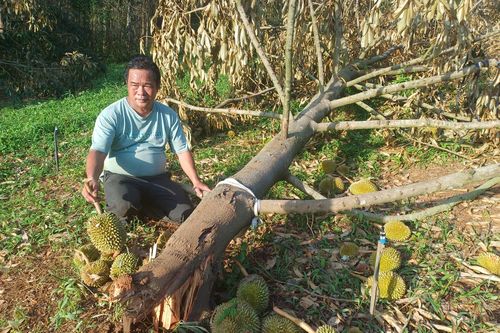 Hàng chục ha sầu riêng đổ rạp sau bão số 13, nông dân khóc nghẹn giữa vườn