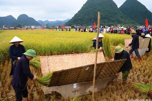 Người Tày Bắc Sơn thi gặt, đập lúa cổ truyền dưới chân Nà Lay