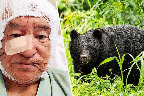 Liên tiếp xảy ra các vụ gấu tấn công người tại Nhật Bản