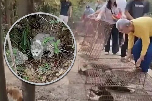 Nghi lễ phóng sinh mèo xuống nước ở Trung Quốc gây phẫn nộ