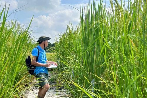Nhà khoa học đam mê nghiên cứu lúa mùa
