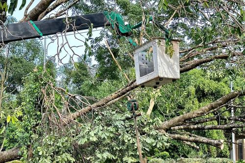 Trắng đêm dọn cây xanh ngã đổ do trời mưa