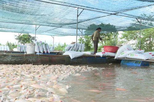 Hàng trăm tấn cá nuôi chết trên sông Krông Ana