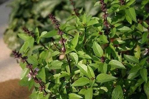 Tác dụng của húng quế đối với sức khỏe mùa lạnh