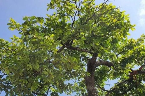 Chiêm ngưỡng cây thị bonsai được trả tiền tỷ vẫn chưa bán