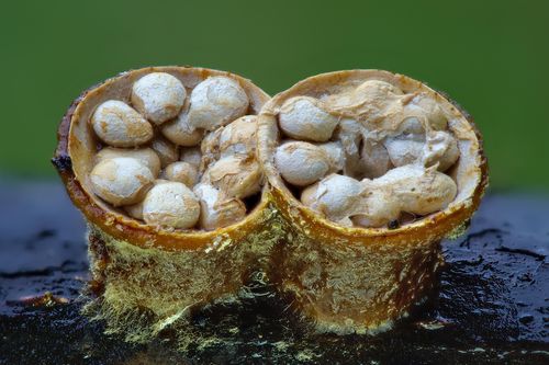 Loài nấm lạ hệt tổ chim, 'trứng' lúc nhúc bên trong