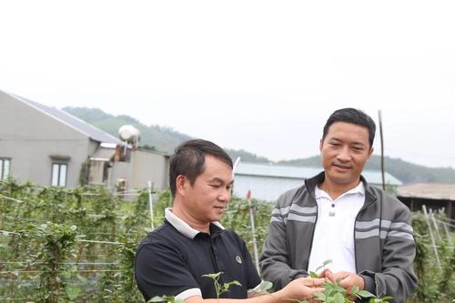 Nhiều gia đình thoát nghèo nhờ sâm nam núi Dành
