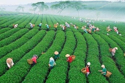 Lần đầu tiên Việt Nam tổ chức Lễ hội Trà quốc tế