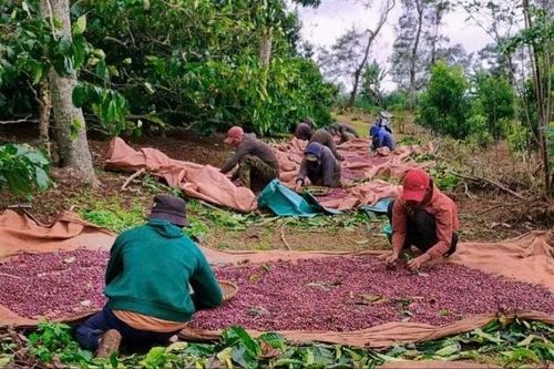 Tuyên hủy án 2 cấp ở Đắk Lắk, yêu cầu xét xử lại vụ tranh chấp mua bán cà phê