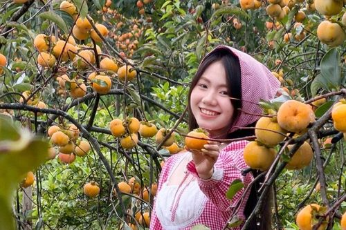 Mộc Châu mùa hồng chín, ai đến cũng ngẩn ngơ