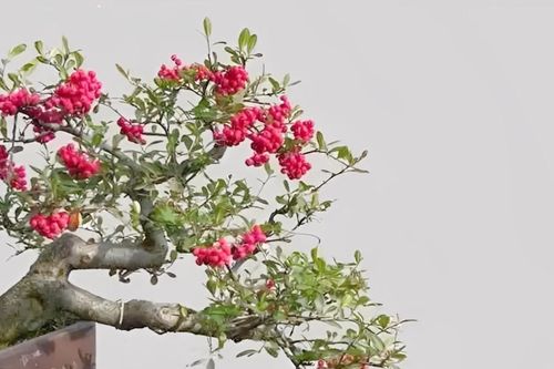 3 loại cây hợp cho người mệnh Hỏa