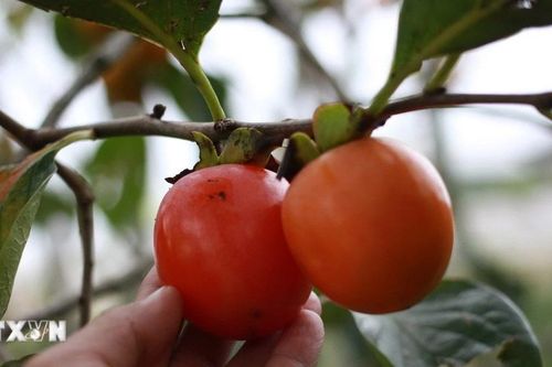 Khám phá mùa quả hồng trên cao nguyên Đà Lạt