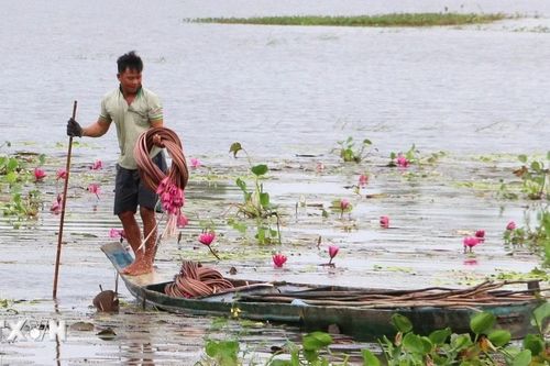 Mưu sinh trên đồng ngập lũ ở biên giới Tây Nam