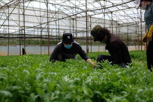 Nhiều loại rau Đà Lạt tăng giá sau chuỗi ngày mưa bão