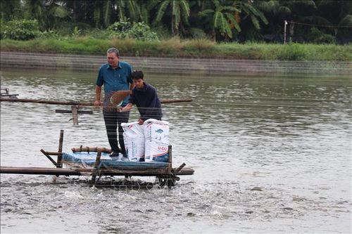 Giá cá rô phi giảm sâu, người nuôi thua lỗ nặng