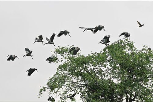 Quảng Ninh ngăn chặn tình trạng săn bắt chim hoang dã