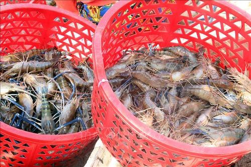 Người nuôi tôm Ấn Độ kiệt quệ vì giá giảm, chi phí tăng khi bị Mỹ áp thuế hơn 58%