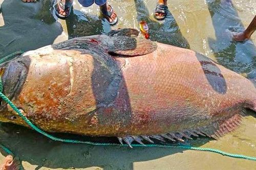 Ngư dân bắt được con cá khổng lồ nặng 194kg trên biển