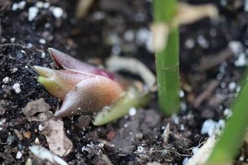 Loại rau mọc hoang ở rừng nhưng được coi là 'nhân sâm châu Á'