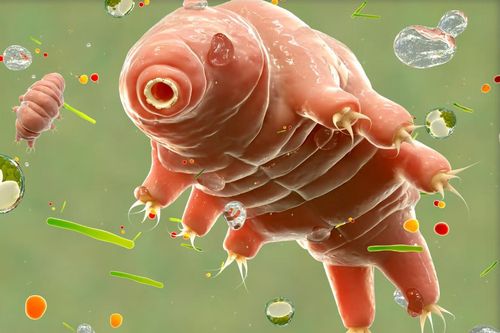 Sinh vật nhỏ bé tiết lộ 'mã sinh tồn' giúp con người chống bức xạ và chữa ung thư?