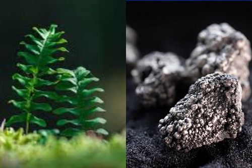 Phát hiện loài dương xỉ có khả năng 'tự luyện' đất hiếm