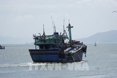 Ngư dân Gia Lai tấp nập ra khơi sau bão